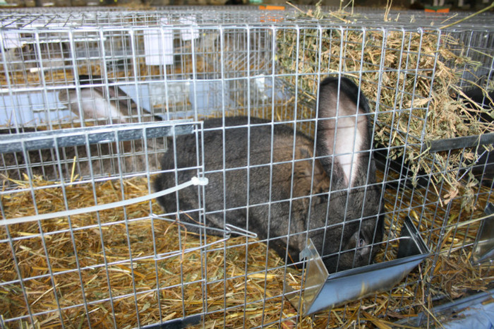 IMG_0067 - Expozitie nov 2011