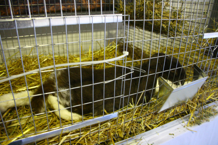 IMG_0070 - Expozitie nov 2011