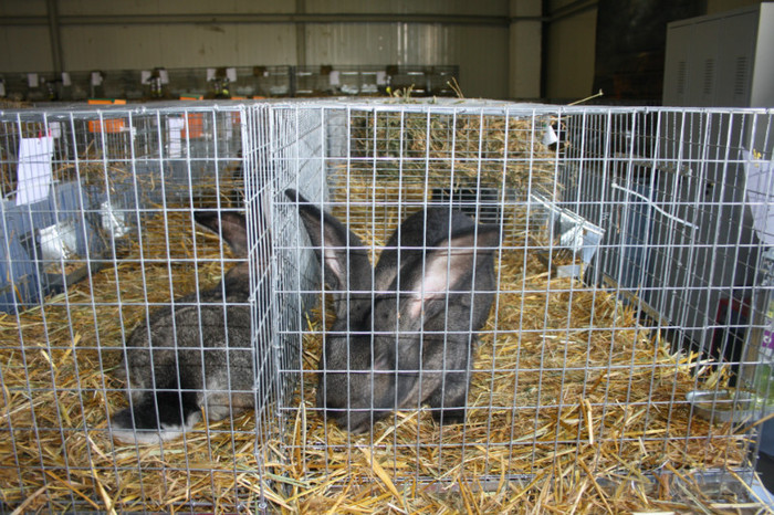 IMG_0080 - Expozitie nov 2011