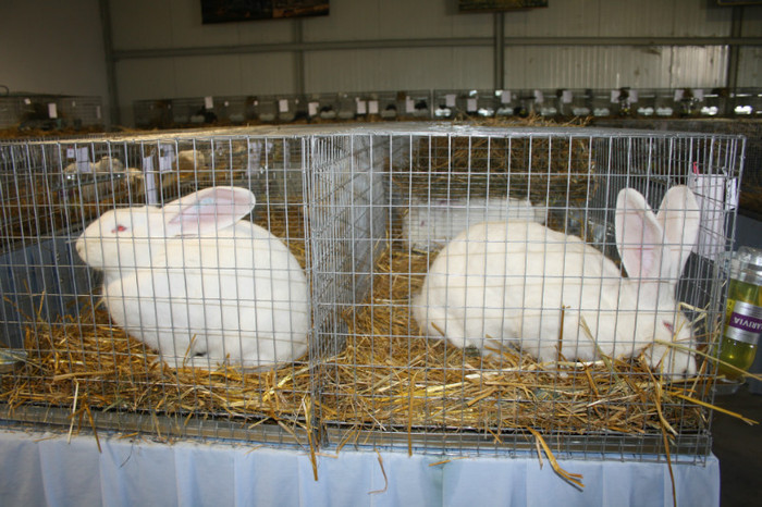 IMG_0082 - Expozitie nov 2011