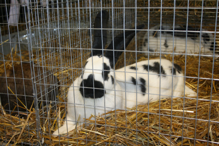 IMG_0083 - Expozitie nov 2011