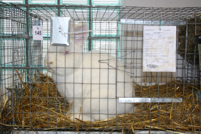 IMG_0085 - Expozitie nov 2011