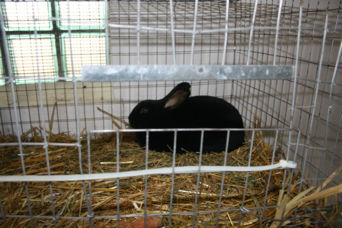 IMG_0092 - Expozitie nov 2011