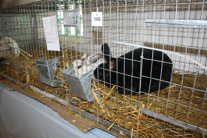 IMG_0093 - Expozitie nov 2011