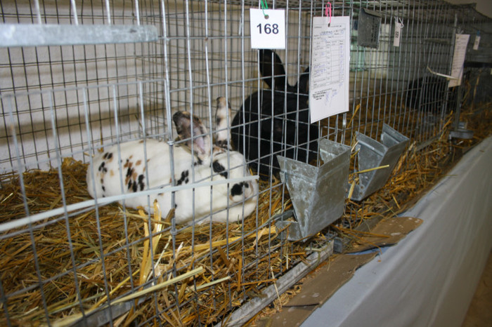 IMG_0094 - Expozitie nov 2011