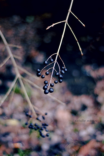 lolli - poze artistice