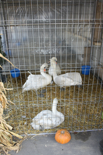 IMG_0125 - Expozitie nov 2011