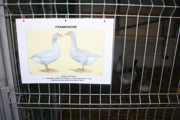 IMG_0128 - Expozitie nov 2011