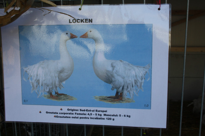 IMG_0130 - Expozitie nov 2011