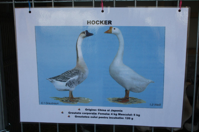 IMG_0132 - Expozitie nov 2011