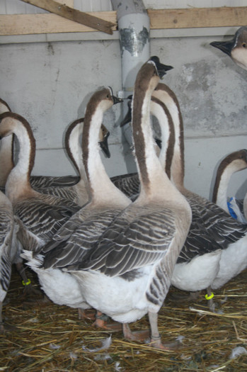 IMG_0133 - Expozitie nov 2011