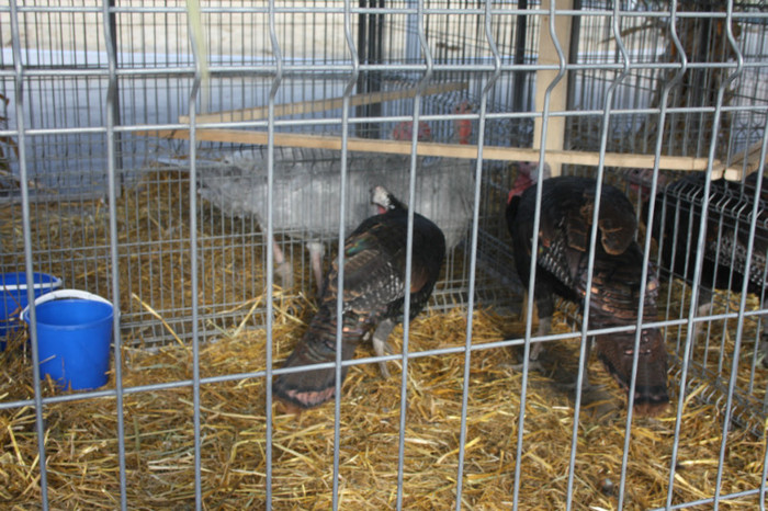 IMG_0134 - Expozitie nov 2011