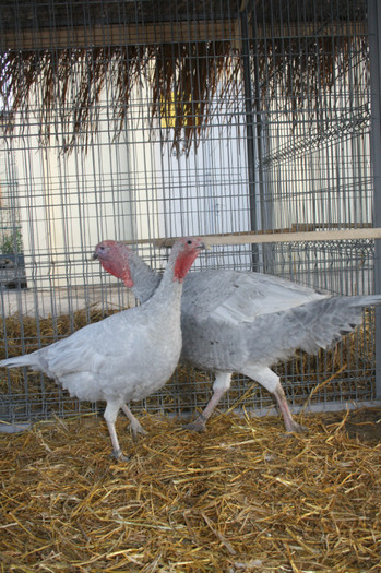 IMG_0135 - Expozitie nov 2011