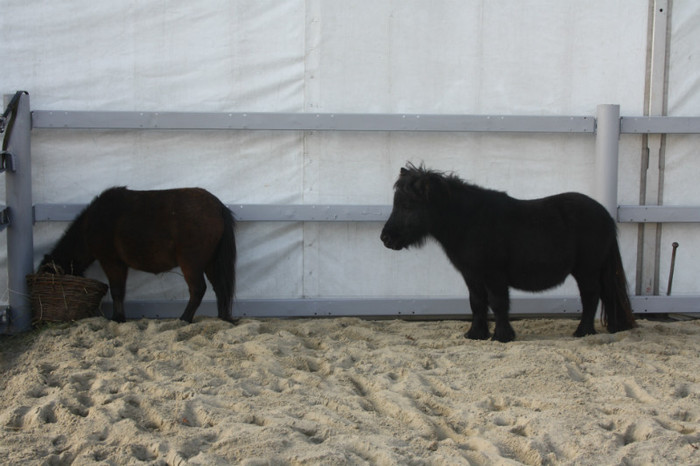 IMG_0138 - Expozitie nov 2011