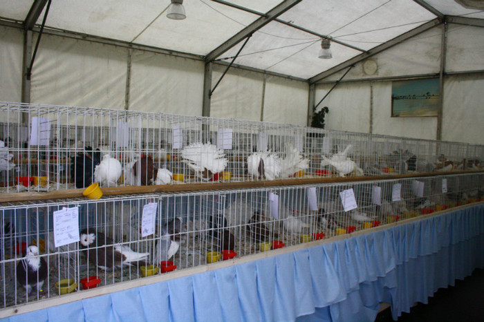 IMG_0144 - Expozitie nov 2011