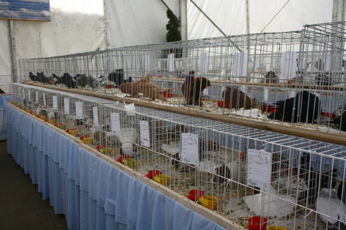 IMG_0149 - Expozitie nov 2011