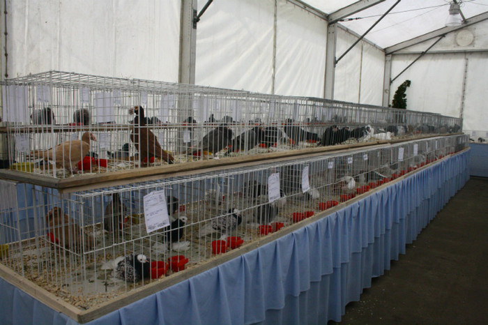 IMG_0151 - Expozitie nov 2011