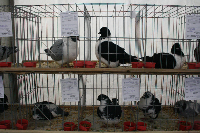 IMG_0152 - Expozitie nov 2011