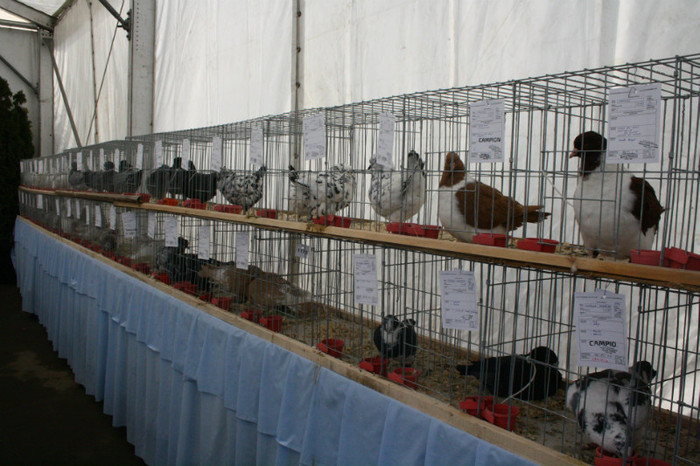 IMG_0153 - Expozitie nov 2011