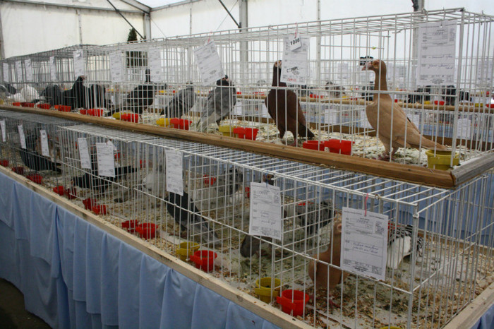 IMG_0154 - Expozitie nov 2011