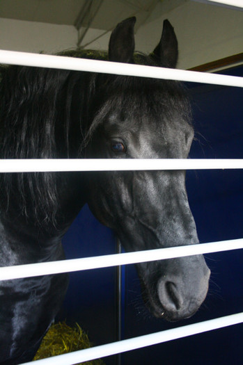 IMG_0158 - Expozitie nov 2011