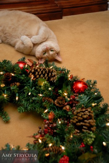 5196752636_d6af287928_b