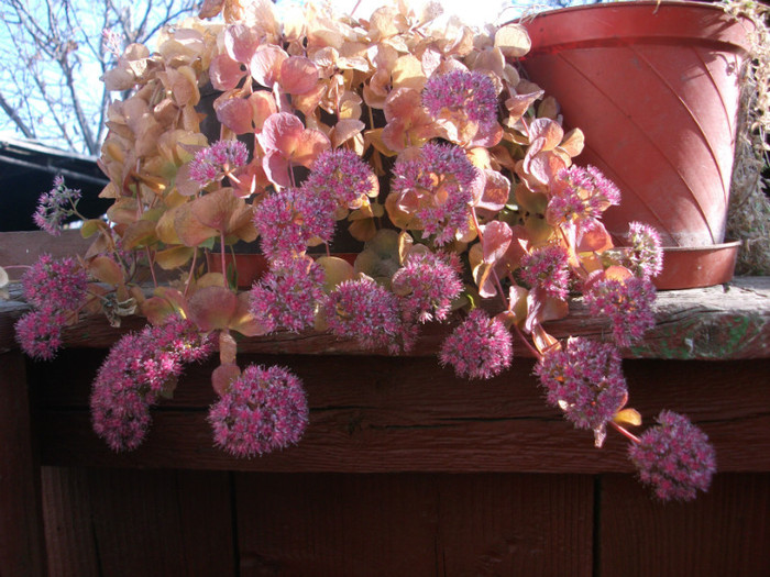 gheţişoară - Flori noiembrie