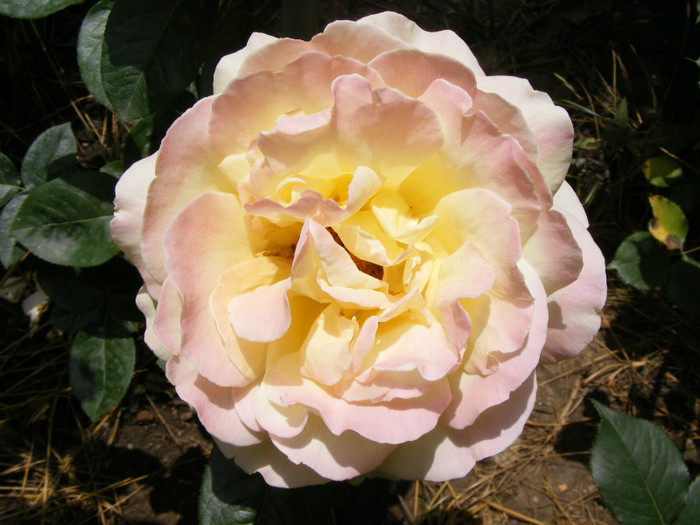 DSCF9436