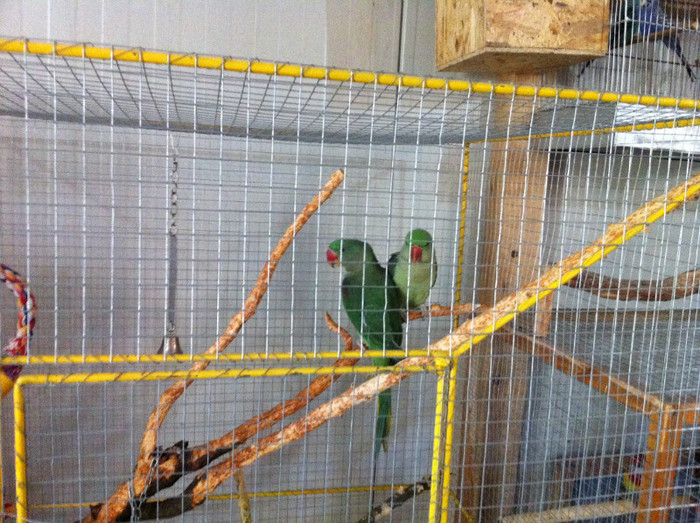 IMG_1502 - Poze noi cu papagali