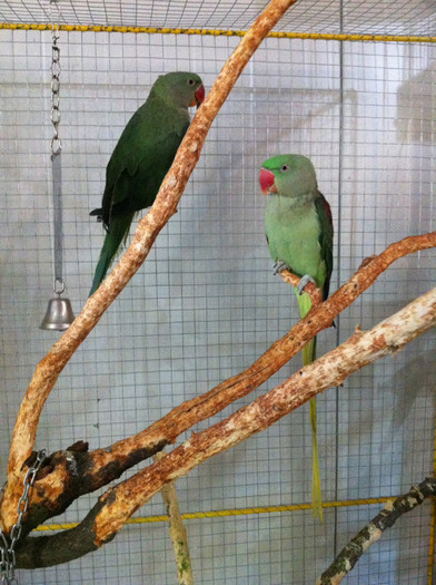IMG_1512 - Poze noi cu papagali