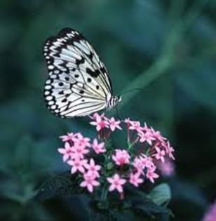 images (70)