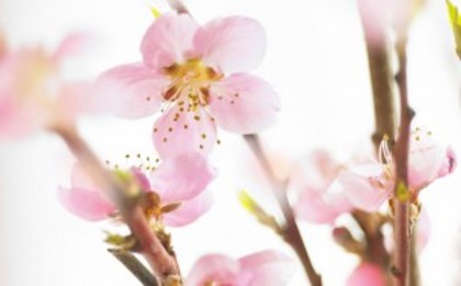 Spring_flowering_cherry_widescreen_wallpaper-300x187 - CADOU 4000 DE VIZITATORI