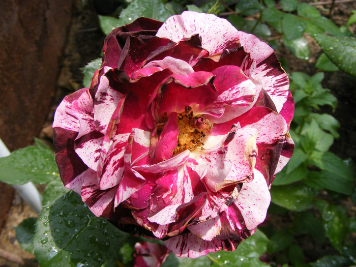 DSCF9859