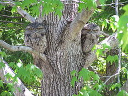 220px-Tawny_Frogmouth_%28Coverdale%29 - pasari