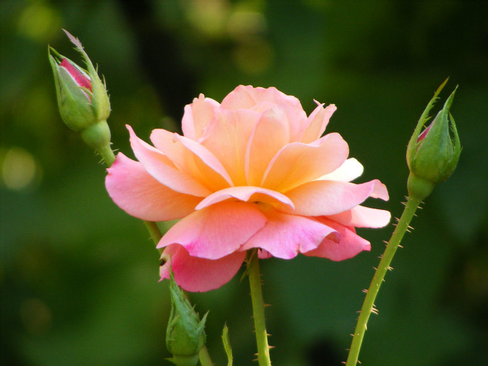 Mirage - Rose uitate prin sertar