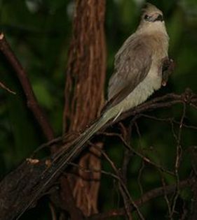 220px-Urocolius_macrourus3 - pasari