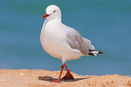 250px-Silver_gull_jan_09