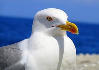 270px-Larus_portrait
