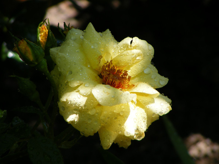 Garden Princess - Rose uitate prin sertar