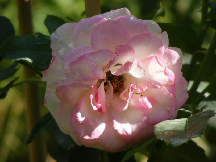 Jubile du Prince de Monaco