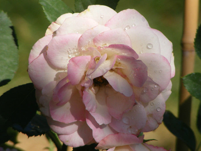 Jubile du Prince de Monaco