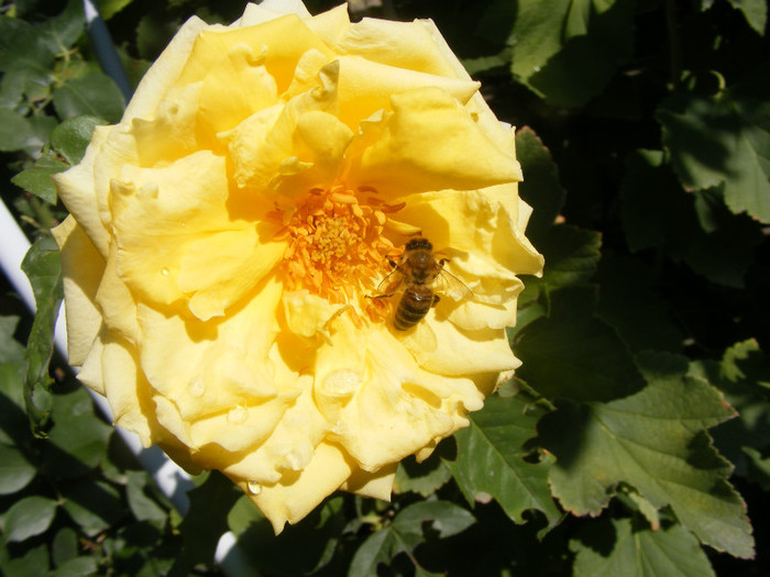 Golden Perfume