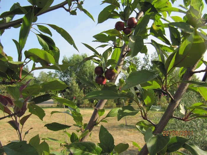 Malus floribunda
