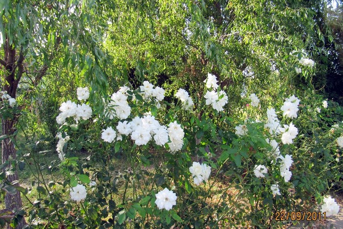 Schneewitchen - Gradina veche