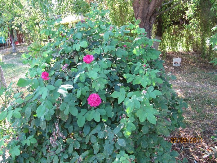 Rose de Rescht; Trandafir de dulceata
