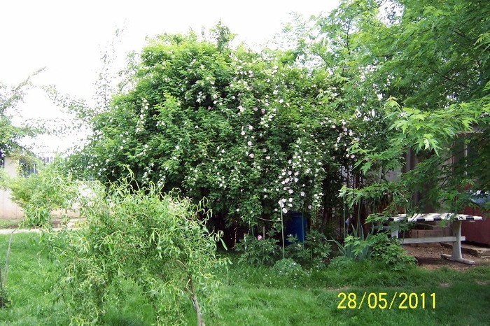 Rosa canina - Gradina veche