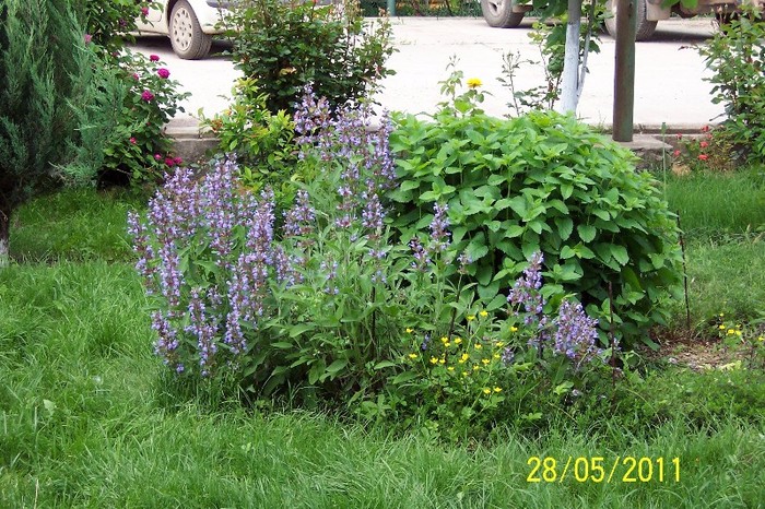 Plante aromatice; Salvia officinalis, Melissa (roinita), Thymus (cimbru0
