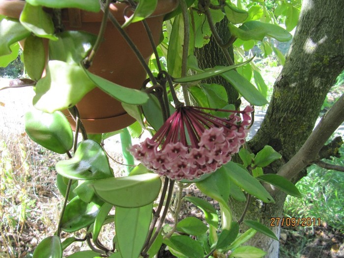 Hoya carnosa tricolor - Hoya plante