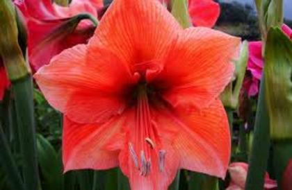 INDISPONIBIL Flamingo Star Dim 34-36, P 25 lei - a De vanzare Hippeastrum Amaryllis