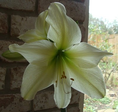 Lemon Star Dimens.34-36, 26 lei - a De vanzare Hippeastrum Amaryllis